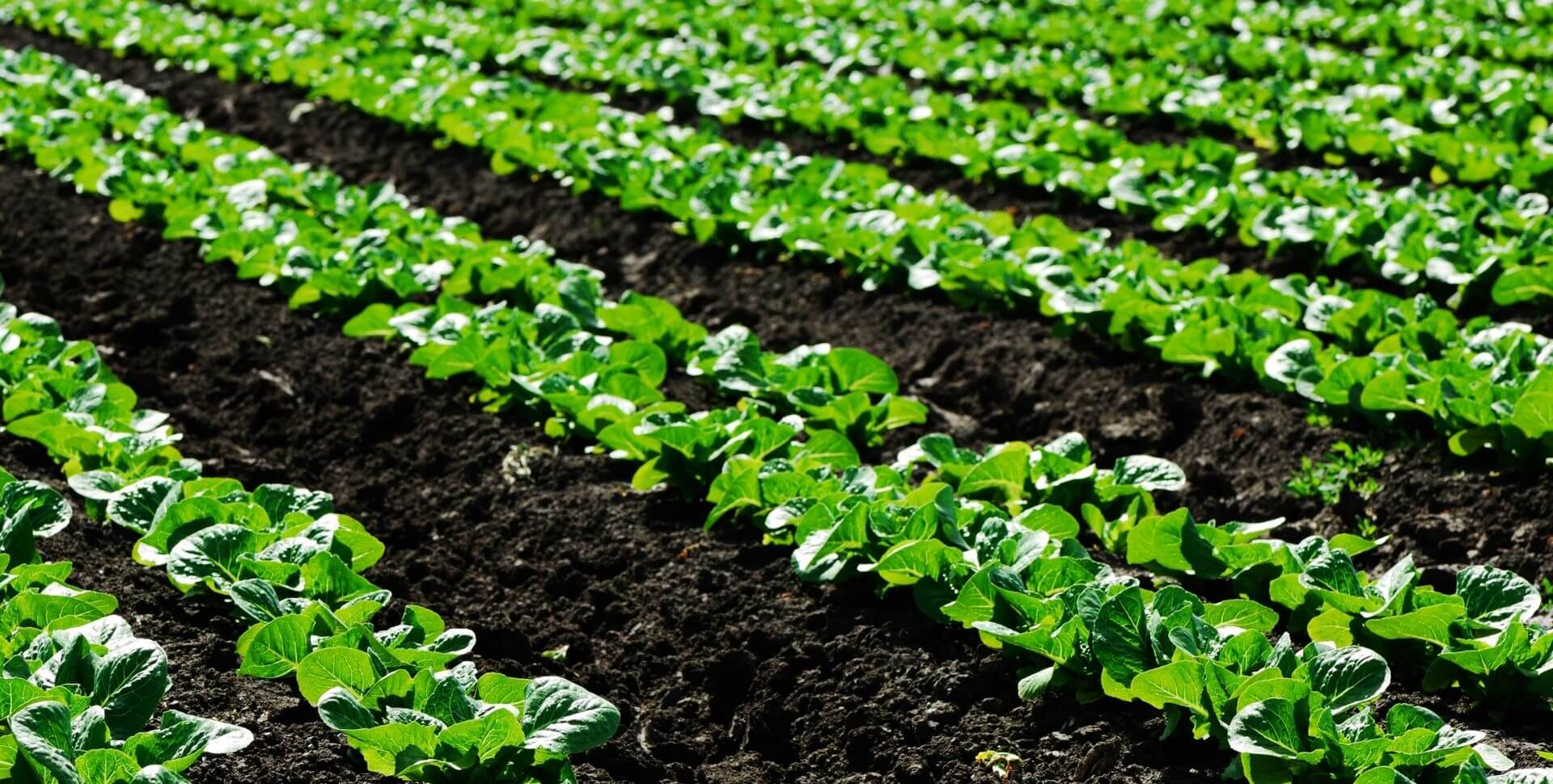 Optimizing Farm Performance and Profitability with PLF